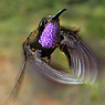 Amethyst-throated Hummingbird