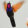 Garnet-throated Hummingbird