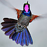 Garnet-throated Hummingbird