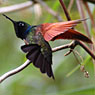 Garnet-throated Hummingbird