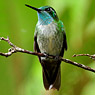 Green-throated Mountain-gem