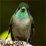 Green-throated Mountain-gem