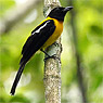 Black-throated Shrike-Tanager