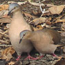 Gray-headed Dove
