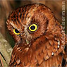 Bearded Screech-Owl