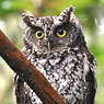 Bearded Screech-Owl