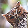 Bearded Screech-Owl