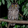 Pacific Screech-Owl