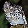 Whiskered Screech-Owl