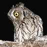 Whiskered Screech-Owl