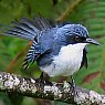 Blue-and-White Mockingbird