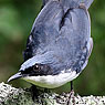 Blue-and-white Mockingbird