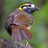 White-eared Ground-Sparrow