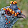 Ocellated Turkey