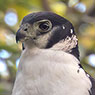 Collared Forest-Falcon