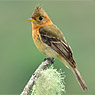 Tufted Flycatcher