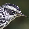 Black-and-white Warbler