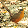 Lesser Ground-Cuckoo