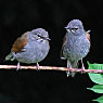 Brown-backed Solitaire