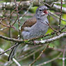 Brown-backed Solitaire