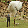 Woodstork