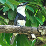 White-necked Puffbird