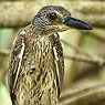 Yellow-crowned Night-Heron