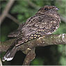 Yucatan Poorwill