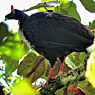 Horned Guan