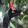 Horned Guan