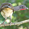 White-bellied Chachalaca