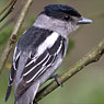 Gray-collared Becard