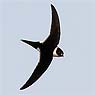 Lesser Swallow-tailed Swift