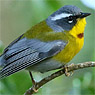 Crescent-chested Warbler