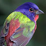 Painted Bunting