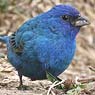 Indigo Bunting