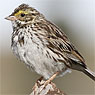 wetmorei Savannah Sparrow