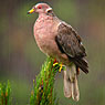 Band-tailed Pigeon