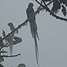 Resplendent Quetzal