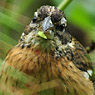 Rose-breasted Grosbeak