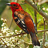 Flame-colored Tanager