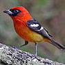 White-winged Tanager