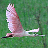 Roseate Spoonbill