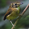 Stub-tailed Spadebill