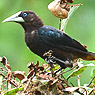 Chestnut-headed Oropendula