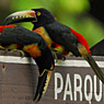 Collared Aracari