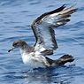 Pink-footed Shearwater