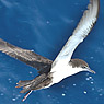 Galapgos Shearwater