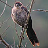 Great-tailed Grackle