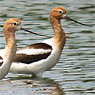 American Avocet